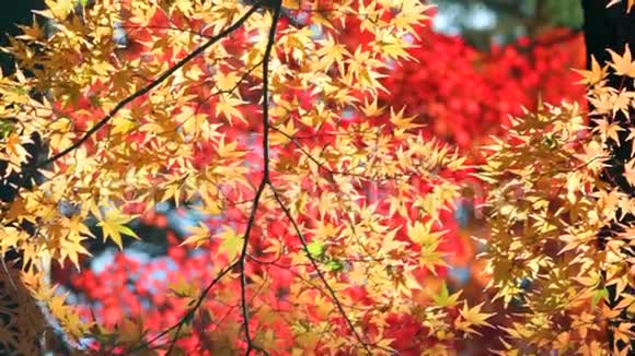 日本秋季枫树的红叶视频的预览图