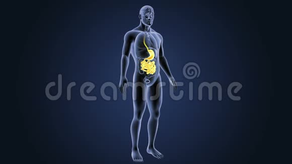 胃和小肠有器官视频的预览图
