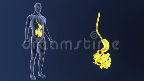 胃和小肠放大与解剖视频的预览图