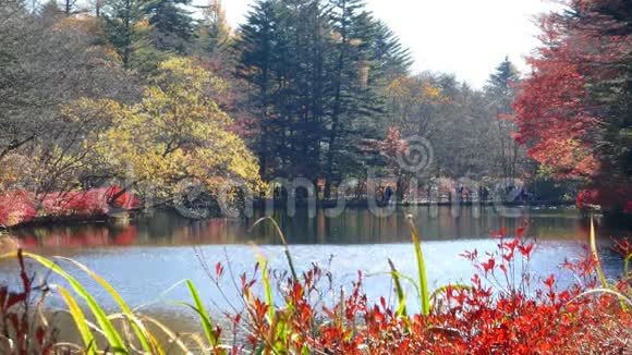 日本长野川池塘秋色视频的预览图