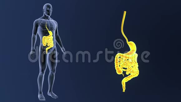 胃和肠部与骨骼体变焦视频的预览图