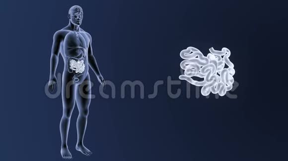 小肠与器官身体变焦视频的预览图