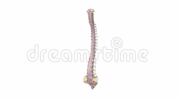 带韧带的脊椎视频的预览图