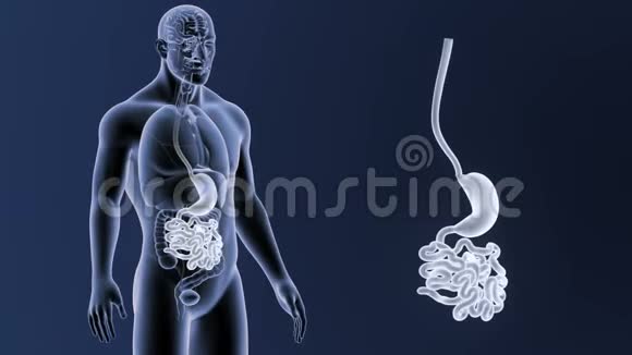 胃和小肠缩小与器官视频的预览图