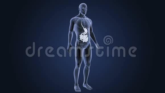 胃和小肠合并解剖视频的预览图