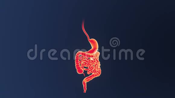 人体器官胃和肠视频的预览图