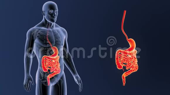 胃和肠部与骨骼体变焦视频的预览图