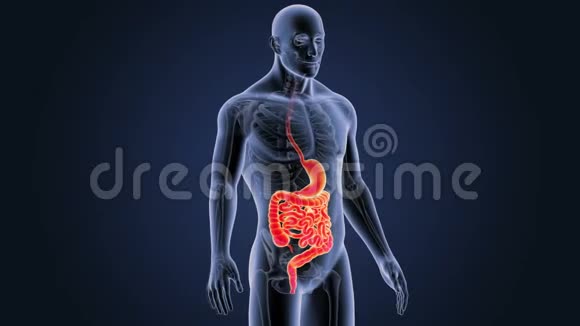 胃和肠与骨架体视频的预览图