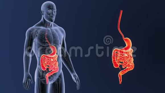 胃和肠缩小与解剖视频的预览图