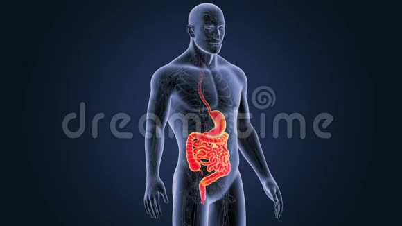 有循环系统的胃和肠视频的预览图