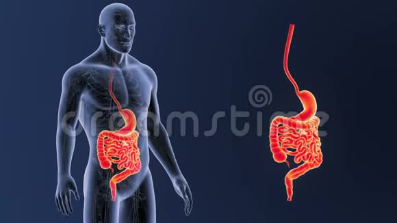 带循环系统的胃和肠变焦视频的预览图