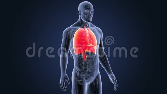 人体器官心脏肺和膈肌解剖视频的预览图