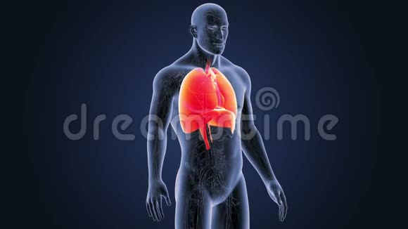 人体器官心肺膈带循环系统视频的预览图