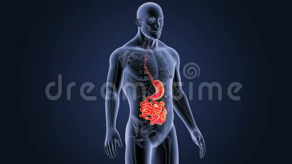 胃和小肠与骨骼肌视频的预览图
