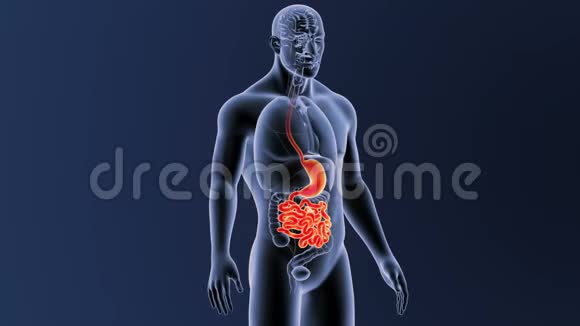 胃和小肠有器官视频的预览图