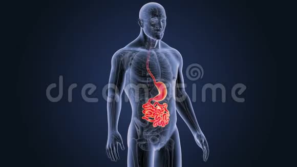 胃和小肠合并解剖视频的预览图