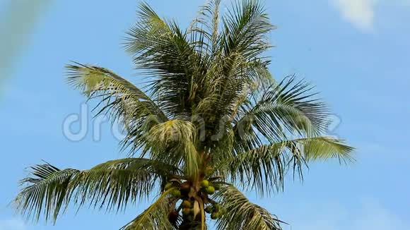 蓝天上的棕榈树高清1920x1080视频的预览图