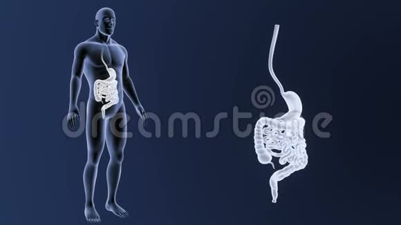 人体胃和肠部随体变倍视频的预览图