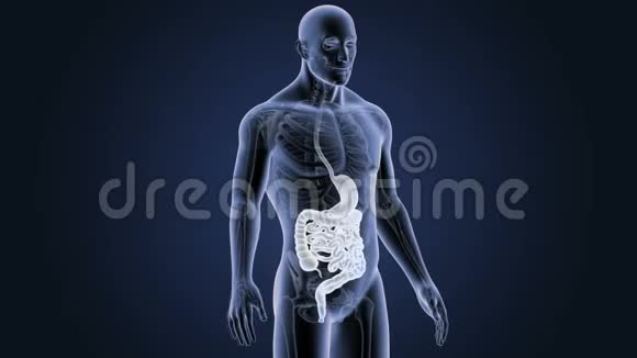 人体胃与内脏与骨骼视频的预览图