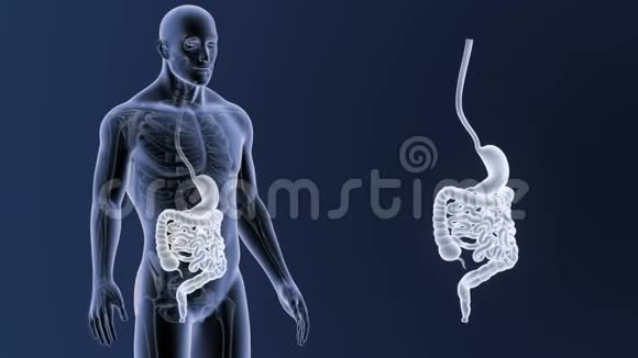 人体胃和内脏与骨骼体变焦视频的预览图