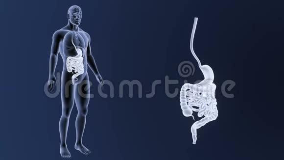 人体胃和内脏器官放大视频的预览图