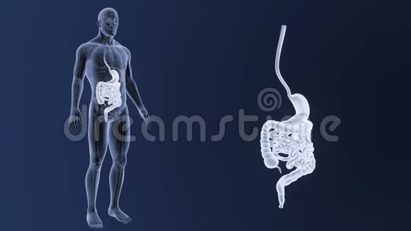 人体胃肠扩张与解剖视频的预览图