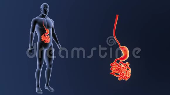 胃和小肠放大与身体视频的预览图