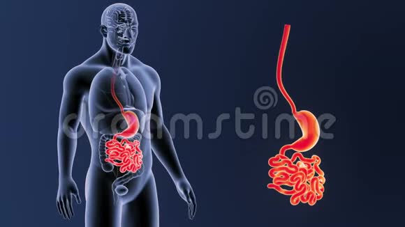 胃和小肠缩小与器官视频的预览图