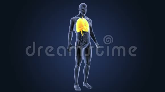 心脏肺和膈肌的解剖视频的预览图