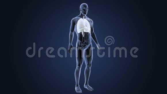 人的心脏肺和隔膜与骨架体视频的预览图