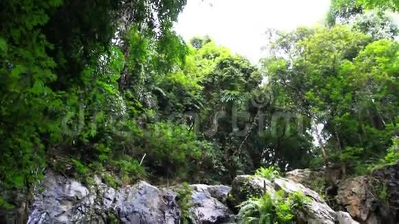 热带雨林景观优美视频的预览图