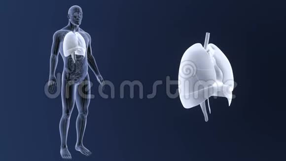 人体器官心脏肺和膈肌的解剖放大视频的预览图