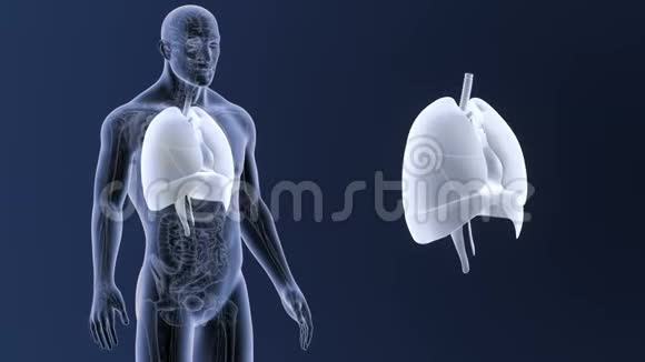 人体器官心脏肺和膈肌与骨骼的放大视频的预览图