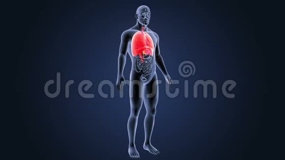 心脏肺和有器官的隔膜视频的预览图