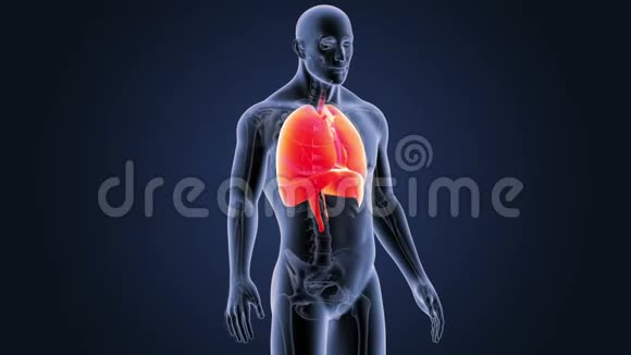 人体器官心脏肺和隔膜与骨架体视频的预览图