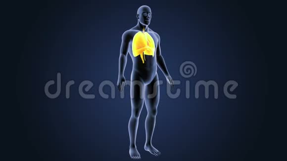 人体器官心脏肺和膈肌视频的预览图