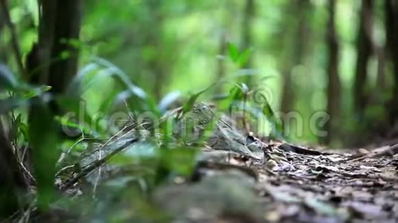 泰国阳光明媚的绿色丛林森林视频的预览图
