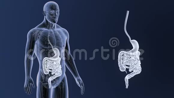胃和肠缩小与解剖视频的预览图