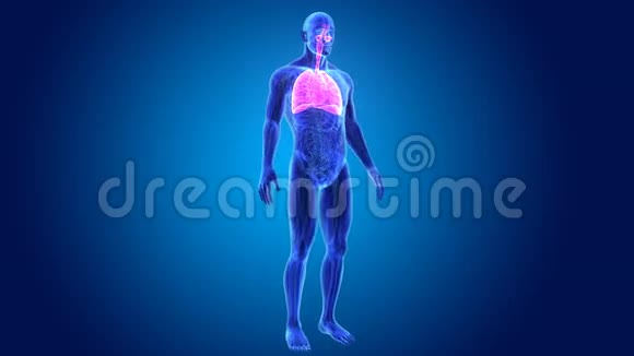 呼吸系统与解剖视频的预览图