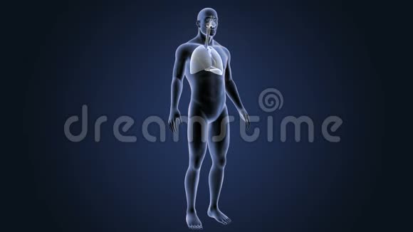 呼吸系统和心脏与身体视频的预览图