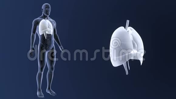 人体器官心脏肺膈肌循环系统放大视频的预览图