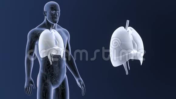 人体器官心脏肺膈肌循环系统放大视频的预览图