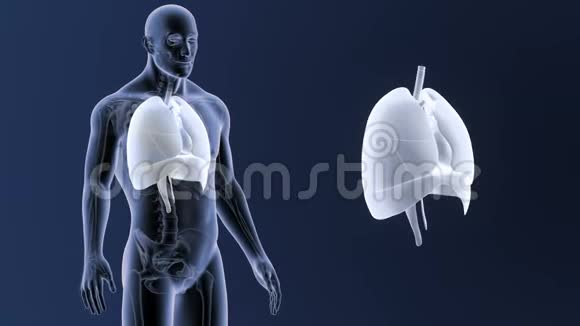 人体器官心脏肺膈肌随骨架体放大视频的预览图