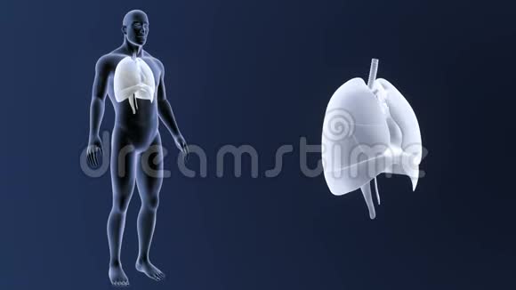 人体器官心脏肺和膈肌随身体收缩视频的预览图