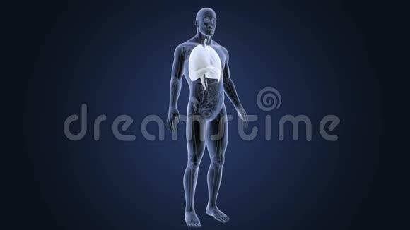 人体器官心脏肺和膈肌解剖视频的预览图