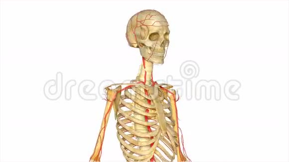 有动脉的骨架视频的预览图