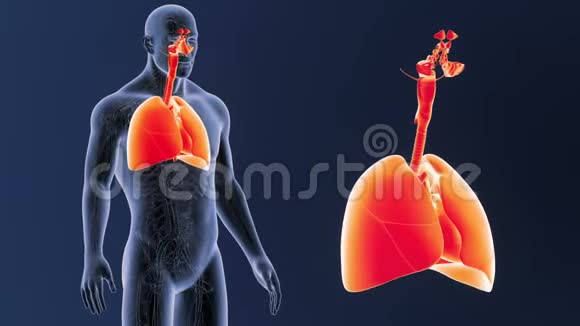 呼吸系统和心脏变焦循环系统视频的预览图