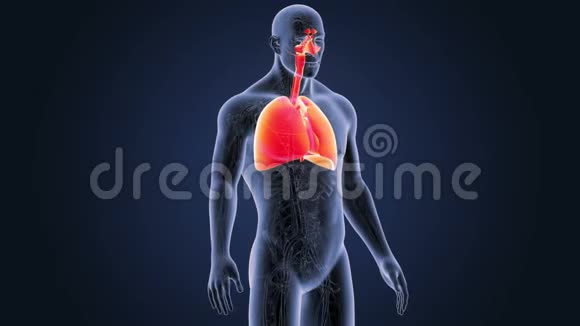 呼吸系统及心脏循环系统视频的预览图