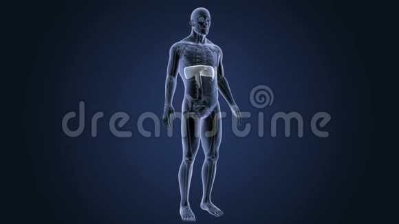 人体隔膜与骨架体视频的预览图