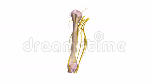 有韧带和神经的Humerus骨视频的预览图